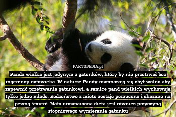 Panda wielka jest jedynym z gatunków, który by nie przetrwał bez ingerencji człowieka. W naturze Pandy rozmnażają się zbyt wolno aby zapewnić przetrwanie gatunkowi, a samice pand wielkich wychowują tylko jedno młode. Rodzeństwo z miotu zostaje porzucone i skazane na pewną śmierć. Mało urozmaicona dieta jest również przyczyną stopniowego wymierania gatunku 