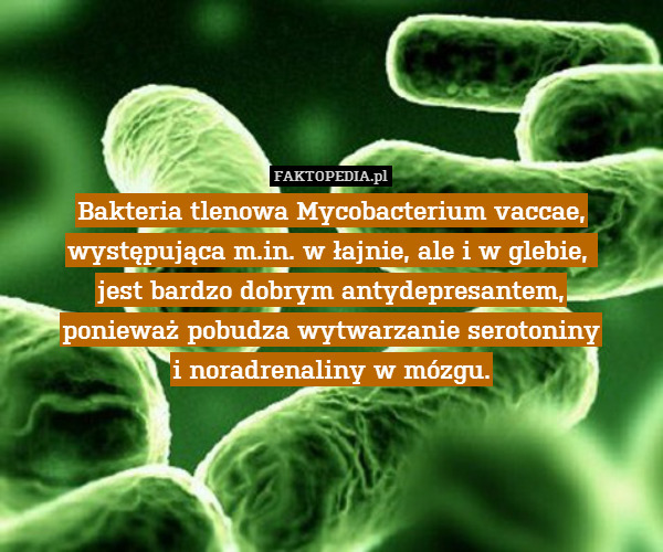 Bakteria tlenowa Mycobacterium vaccae, występująca m.in. w łajnie, ale i w glebie, 
jest bardzo dobrym antydepresantem,
ponieważ pobudza wytwarzanie serotoniny
i noradrenaliny w mózgu. 