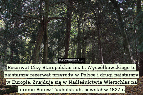 Rezerwat Cisy Staropolskie im. L. Wyczółkowskiego to najstarszy rezerwat przyrody w Polsce i drugi najstarszy w Europie. Znajduje się w Nadleśnictwie Wierzchlas na terenie Borów Tucholskich, powstał w 1827 r. 