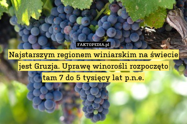 Najstarszym regionem winiarskim na świecie jest Gruzja. Uprawę winorośli rozpoczęto
tam 7 do 5 tysięcy lat p.n.e. 