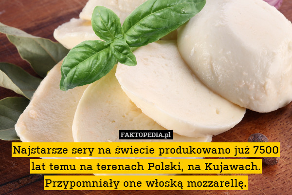 Najstarsze sery na świecie produkowano już 7500 lat temu na terenach Polski, na Kujawach. Przypomniały one włoską mozzarellę. 