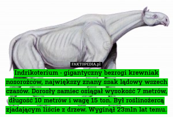 Indrikoterium - gigantyczny bezrogi krewniak nosorożców, największy znany ssak lądowy wszech czasów. Dorosły samiec osiągał wysokość 7 metrów, długość 10 metrów i wagę 15 ton. Był roślinożercą zjadającym liście z drzew. Wyginął 23mln lat temu. 