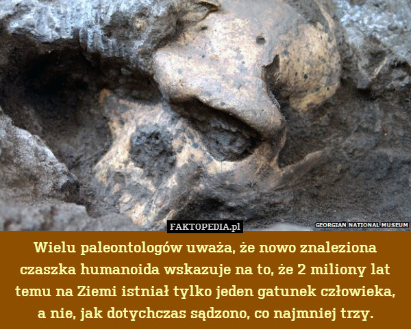 Wielu paleontologów uważa, że nowo znaleziona czaszka humanoida wskazuje na to, że 2 miliony lat temu na Ziemi istniał tylko jeden gatunek człowieka,
a nie, jak dotychczas sądzono, co najmniej trzy. 