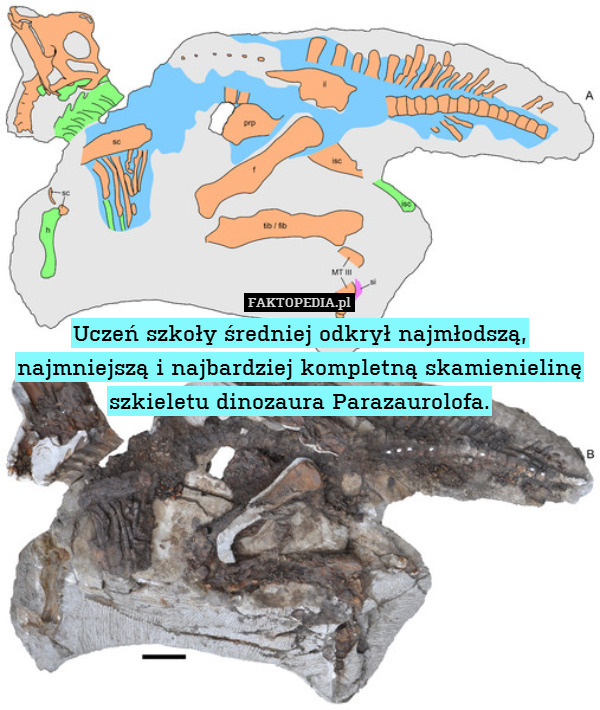 Uczeń szkoły średniej odkrył najmłodszą, najmniejszą i najbardziej kompletną skamienielinę szkieletu dinozaura Parazaurolofa. 