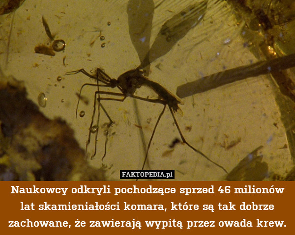 Naukowcy odkryli pochodzące sprzed 46 milionów lat skamieniałości komara, które są tak dobrze zachowane, że zawierają wypitą przez owada krew. 