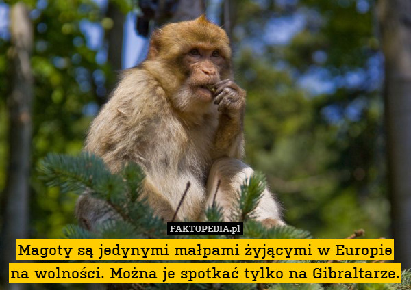 Magoty są jedynymi małpami żyjącymi w Europie na wolności. Można je spotkać tylko na Gibraltarze. 