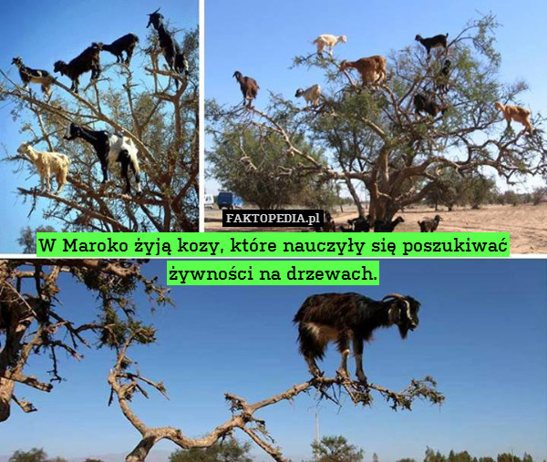 W Maroko żyją kozy, które nauczyły się poszukiwać żywności na drzewach. 