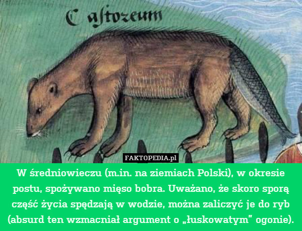 W średniowieczu (m.in. na ziemiach Polski), w okresie postu, spożywano mięso bobra. Uważano, że skoro sporą część życia spędzają w wodzie, można zaliczyć je do ryb (absurd ten wzmacniał argument o „łuskowatym” ogonie). 