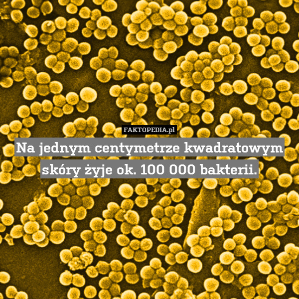 Na jednym centymetrze kwadratowym skóry żyje ok. 100 000 bakterii. 