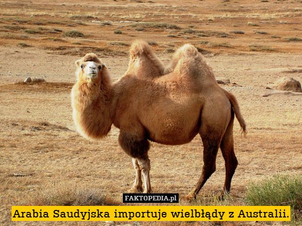 Arabia Saudyjska importuje wielbłądy z Australii. 