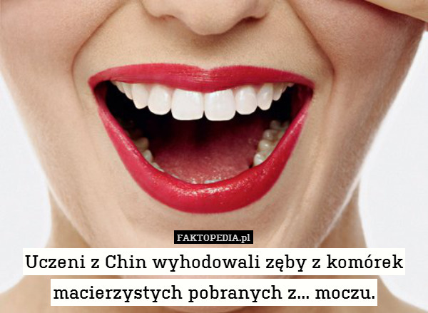 Uczeni z Chin wyhodowali zęby z komórek macierzystych pobranych z... moczu. 