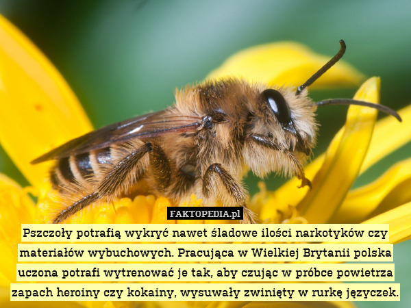 Pszczoły potrafią wykryć nawet śladowe ilości narkotyków czy materiałów wybuchowych. Pracująca w Wielkiej Brytanii polska uczona potrafi wytrenować je tak, aby czując w próbce powietrza zapach heroiny czy kokainy, wysuwały zwinięty w rurkę języczek. 