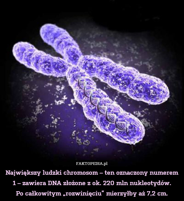 Największy ludzki chromosom – ten oznaczony numerem 1 – zawiera DNA złożone z ok. 220 mln nukleotydów.
Po całkowitym „rozwinięciu” mierzyłby aż 7,2 cm. 