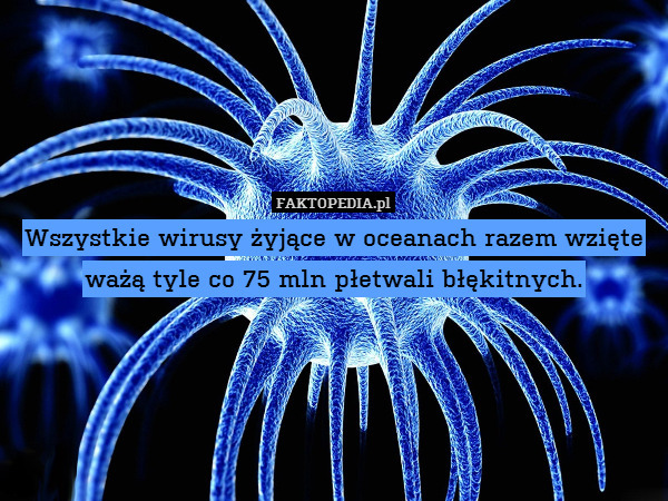 Wszystkie wirusy żyjące w oceanach razem wzięte ważą tyle co 75 mln płetwali błękitnych. 