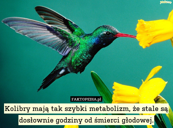 Kolibry mają tak szybki metabolizm, że stale są dosłownie godziny od śmierci głodowej. 