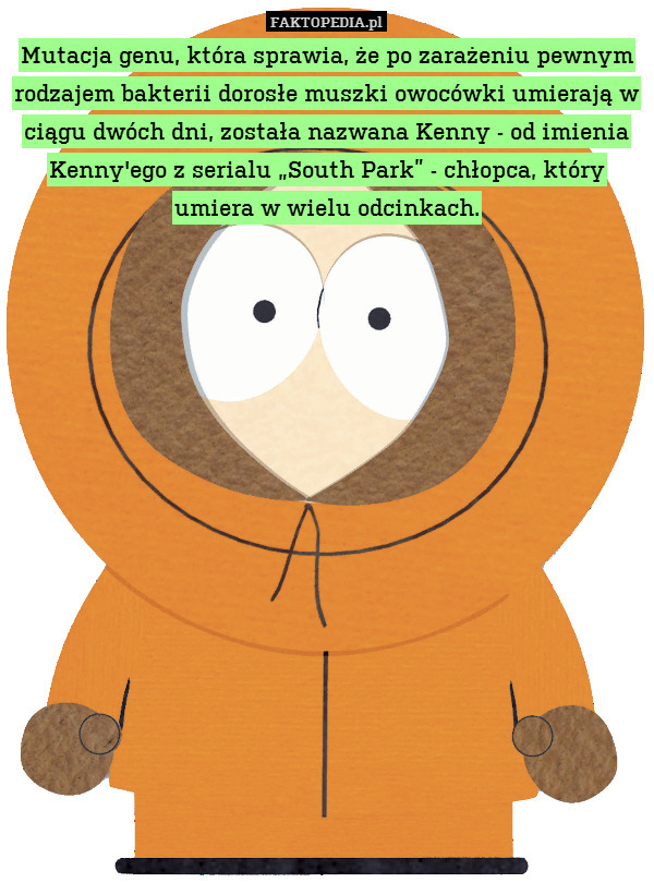 Mutacja genu, która sprawia, że po zarażeniu pewnym rodzajem bakterii dorosłe muszki owocówki umierają w ciągu dwóch dni, została nazwana Kenny - od imienia Kenny&apos;ego z serialu „South Park” - chłopca, który umiera w wielu odcinkach. 