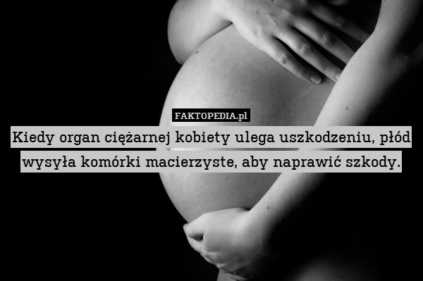 Kiedy organ ciężarnej kobiety ulega uszkodzeniu, płód wysyła komórki macierzyste, aby naprawić szkody. 