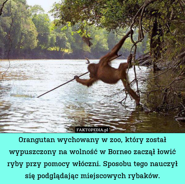 Orangutan wychowany w zoo, który został wypuszczony na wolność w Borneo zaczął łowić ryby przy pomocy włóczni. Sposobu tego nauczył się podglądając miejscowych rybaków. 