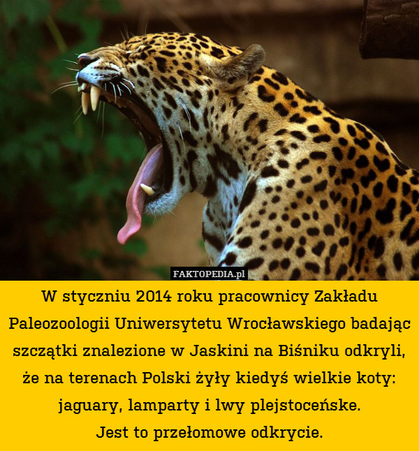 W styczniu 2014 roku pracownicy Zakładu Paleozoologii Uniwersytetu Wrocławskiego badając szczątki znalezione w Jaskini na Biśniku odkryli, że na terenach Polski żyły kiedyś wielkie koty: jaguary, lamparty i lwy plejstoceńske.
Jest to przełomowe odkrycie. 