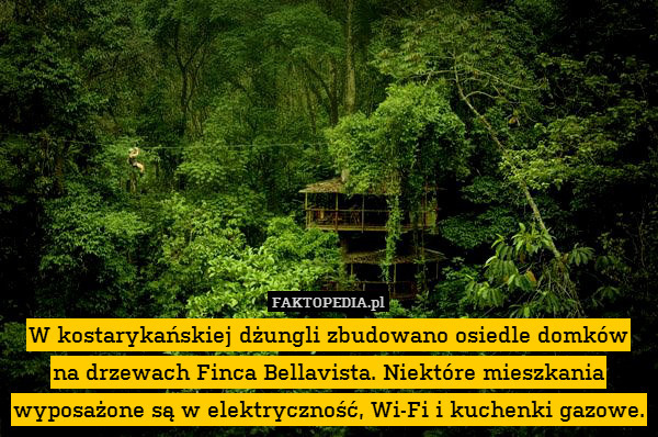 W kostarykańskiej dżungli zbudowano osiedle domków na drzewach Finca Bellavista. Niektóre mieszkania wyposażone są w elektryczność, Wi-Fi i kuchenki gazowe. 