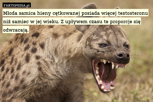 Młoda samica hieny cętkowanej posiada więcej testosteronu niż samiec w jej wieku. Z upływem czasu te proporcje się odwracają. 