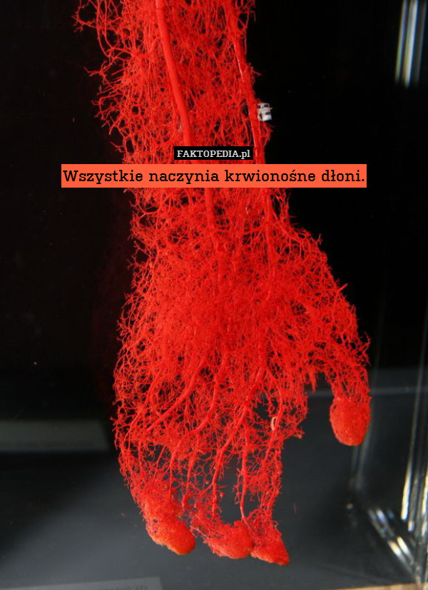 Wszystkie naczynia krwionośne dłoni. 