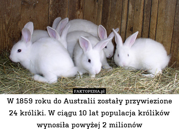 W 1859 roku do Australii zostały przywiezione 24 króliki. W ciągu 10 lat populacja królików wynosiła powyżej 2 milionów 
