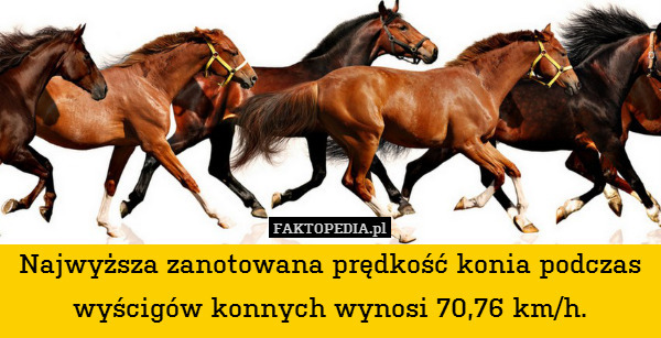 Najwyższa zanotowana prędkość konia podczas wyścigów konnych wynosi 70,76 km/h. 