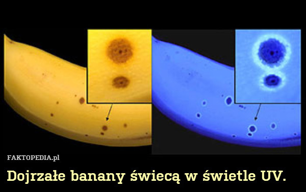 Dojrzałe banany świecą w świetle UV. 