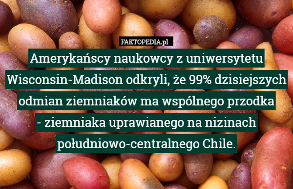 Amerykańscy naukowcy z uniwersytetu Wisconsin-Madison odkryli, że 99% dzisiejszych odmian ziemniaków ma wspólnego przodka
 - ziemniaka uprawianego na nizinach południowo-centralnego Chile. 