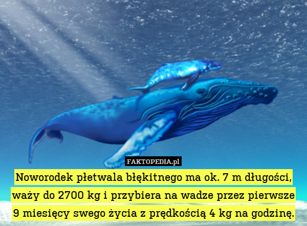 Noworodek płetwala błękitnego ma ok. 7 m długości, waży do 2700 kg i przybiera na wadze przez pierwsze
9 miesięcy swego życia z prędkością 4 kg na godzinę. 
