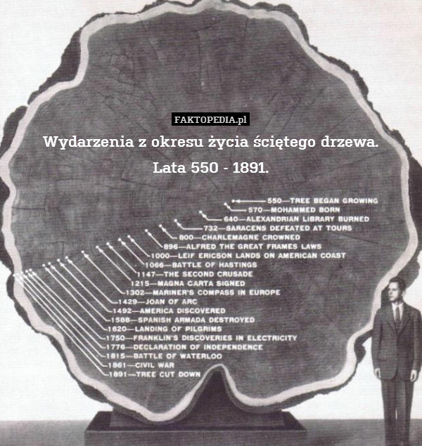 Wydarzenia z okresu życia ściętego drzewa.
Lata 550 - 1891. 