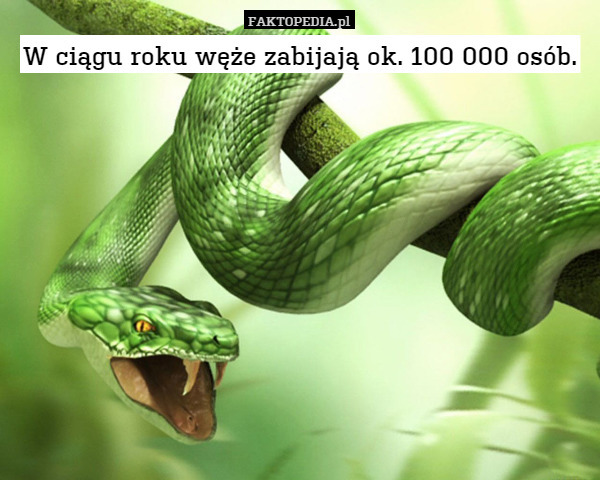 W ciągu roku węże zabijają ok. 100 000 osób. 