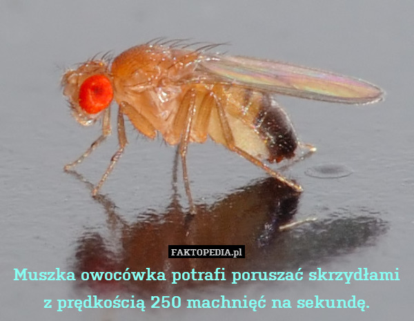 Muszka owocówka potrafi poruszać skrzydłami
z prędkością 250 machnięć na sekundę. 