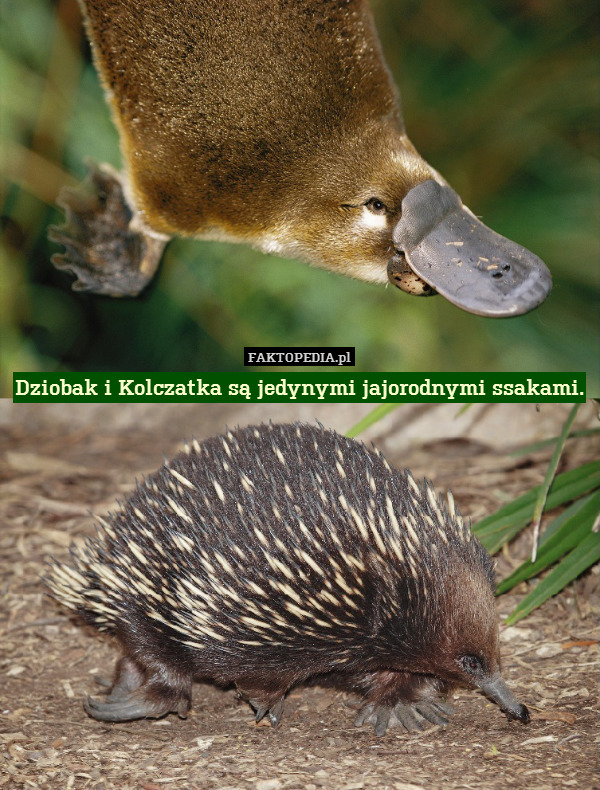 Dziobak i Kolczatka są jedynymi jajorodnymi ssakami. 