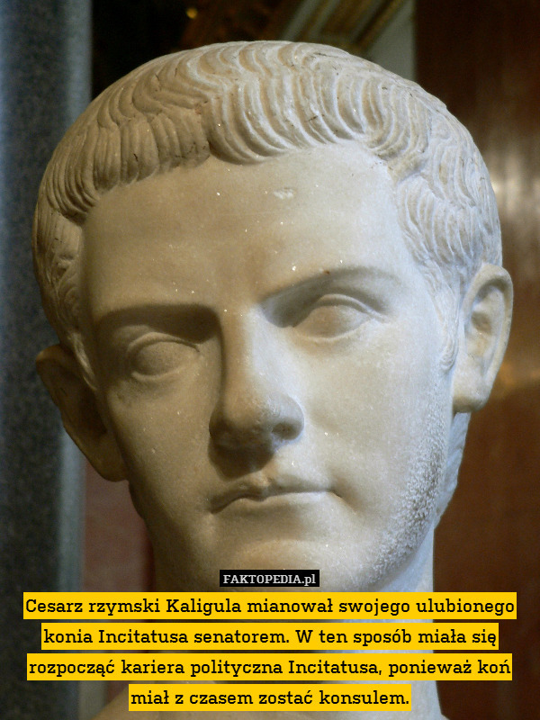 Cesarz rzymski Kaligula mianował swojego ulubionego konia Incitatusa senatorem. W ten sposób miała się rozpocząć kariera polityczna Incitatusa, ponieważ koń miał z czasem zostać konsulem. 