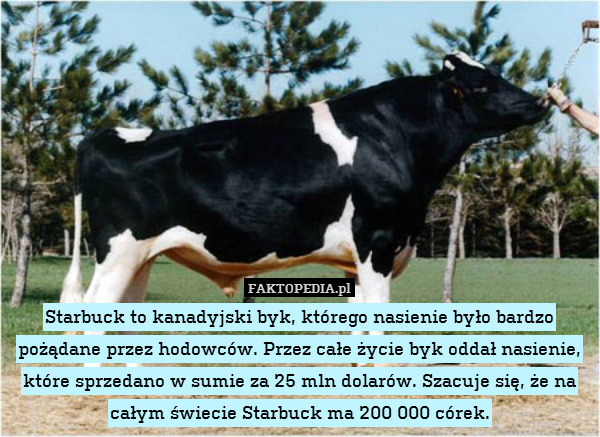 Starbuck to kanadyjski byk, którego nasienie było bardzo pożądane przez hodowców. Przez całe życie byk oddał nasienie, które sprzedano w sumie za 25 mln dolarów. Szacuje się, że na całym świecie Starbuck ma 200 000 córek. 