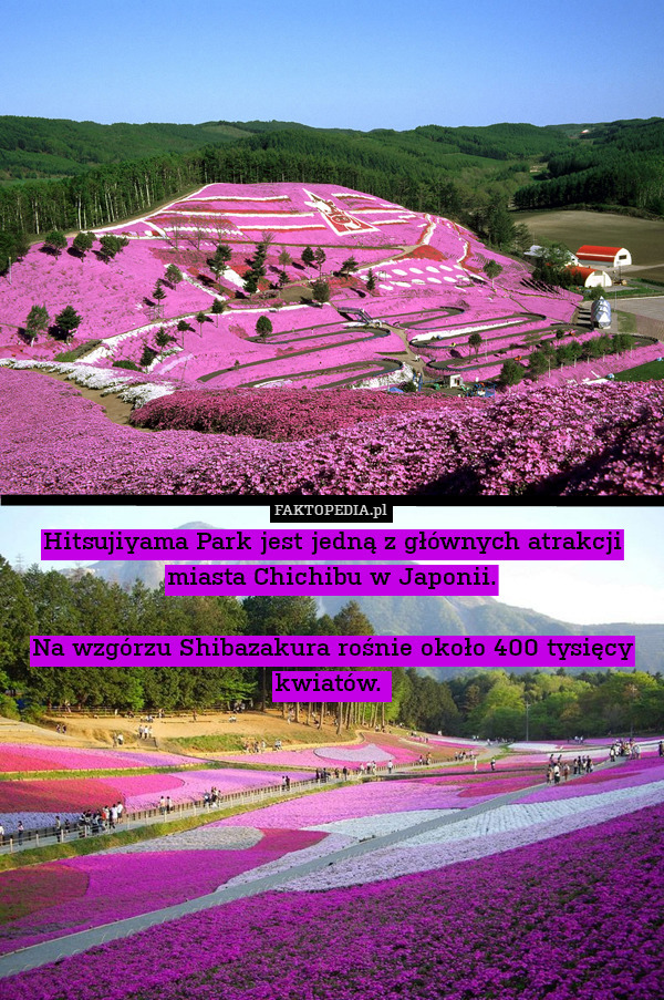 Hitsujiyama Park jest jedną z głównych atrakcji miasta Chichibu w Japonii.

Na wzgórzu Shibazakura rośnie około 400 tysięcy kwiatów. 
