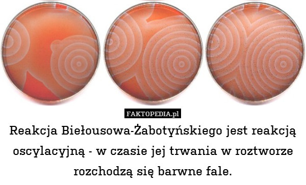 Reakcja Biełousowa-Żabotyńskiego jest reakcją oscylacyjną - w czasie jej trwania w roztworze rozchodzą się barwne fale. 