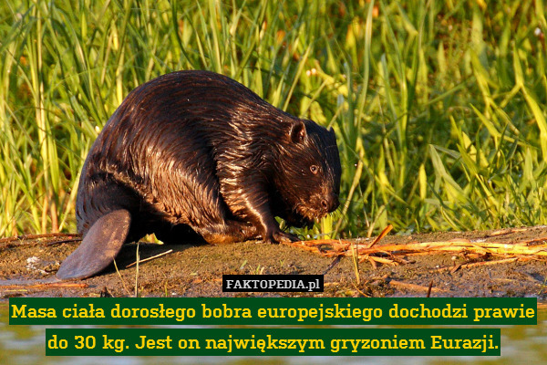 Masa ciała dorosłego bobra europejskiego dochodzi prawie do 30 kg. Jest on największym gryzoniem Eurazji. 