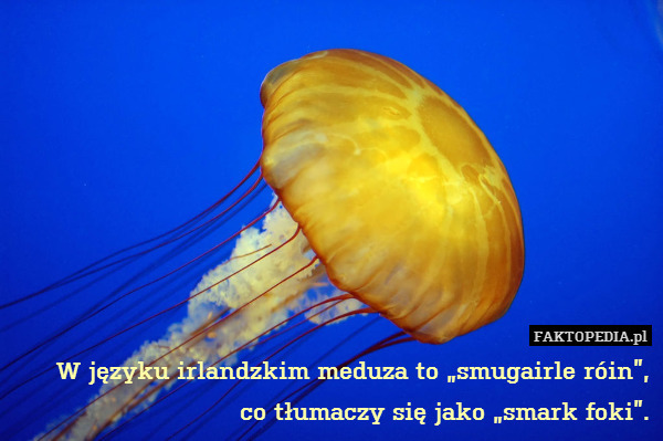 W języku irlandzkim meduza to „smugairle róin”,
co tłumaczy się jako „smark foki”. 