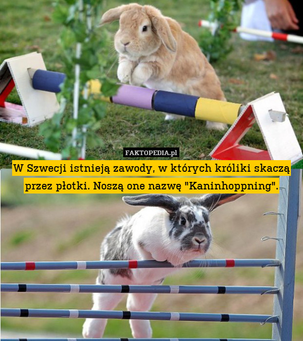 W Szwecji istnieją zawody, w których króliki skaczą przez płotki. Noszą one nazwę "Kaninhoppning". 