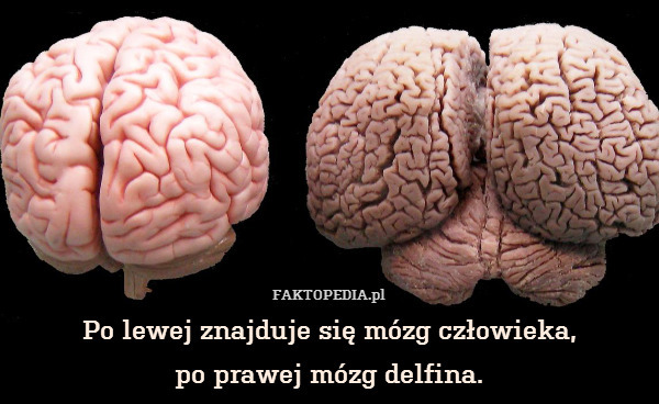 Po lewej znajduje się mózg człowieka,
po prawej mózg delfina. 