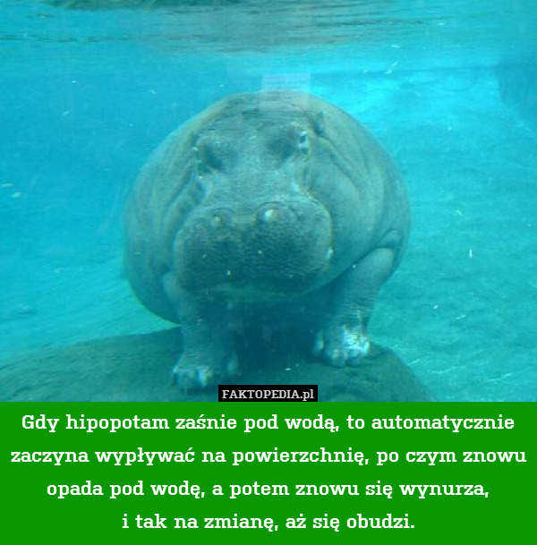 Gdy hipopotam zaśnie pod wodą, to automatycznie zaczyna wypływać na powierzchnię, po czym znowu opada pod wodę, a potem znowu się wynurza,
i tak na zmianę, aż się obudzi. 
