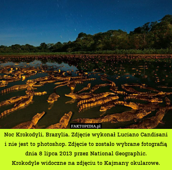 Noc Krokodyli, Brazylia. Zdjęcie wykonał Luciano Candisani i nie jest to photoshop. Zdjęcie to zostało wybrane fotografią dnia 8 lipca 2013 przez National Geographic.
Krokodyle widoczne na zdjęciu to Kajmany okularowe. 