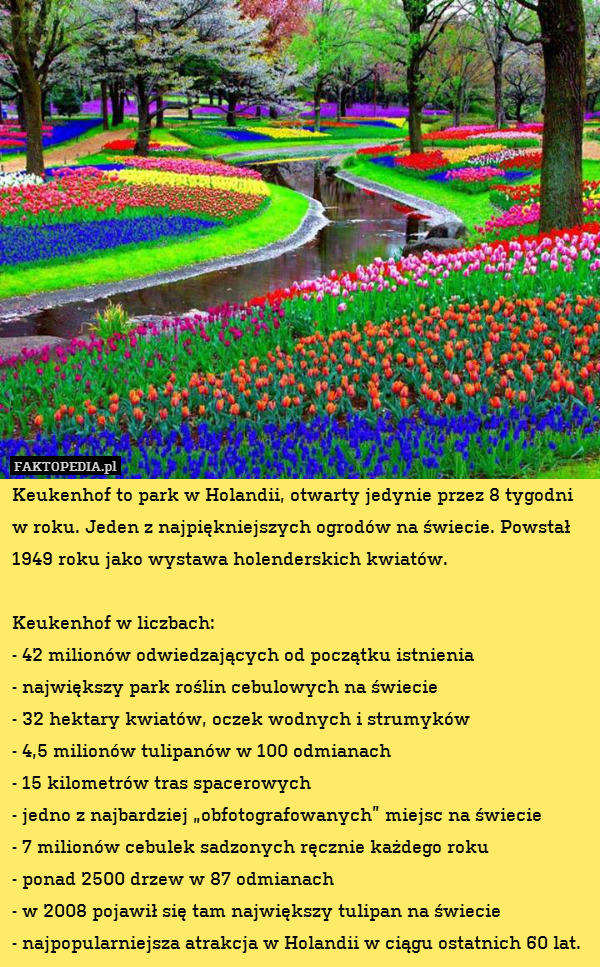 Keukenhof to park w Holandii, otwarty jedynie przez 8 tygodni w roku. Jeden z najpiękniejszych ogrodów na świecie. Powstał 1949 roku jako wystawa holenderskich kwiatów.

Keukenhof w liczbach:
- 42 milionów odwiedzających od początku istnienia
- największy park roślin cebulowych na świecie
- 32 hektary kwiatów, oczek wodnych i strumyków
- 4,5 milionów tulipanów w 100 odmianach
- 15 kilometrów tras spacerowych
- jedno z najbardziej „obfotografowanych” miejsc na świecie
- 7 milionów cebulek sadzonych ręcznie każdego roku
- ponad 2500 drzew w 87 odmianach
- w 2008 pojawił się tam największy tulipan na świecie
- najpopularniejsza atrakcja w Holandii w ciągu ostatnich 60 lat. 