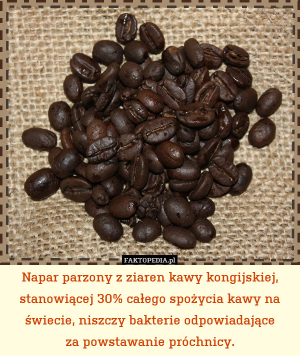 Napar parzony z ziaren kawy kongijskiej, stanowiącej 30% całego spożycia kawy na świecie, niszczy bakterie odpowiadające
za powstawanie próchnicy. 