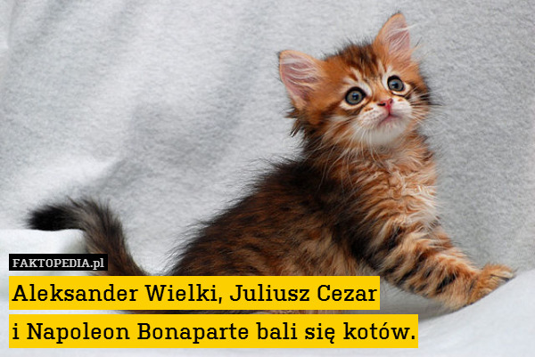 Aleksander Wielki, Juliusz Cezar
i Napoleon Bonaparte bali się kotów. 