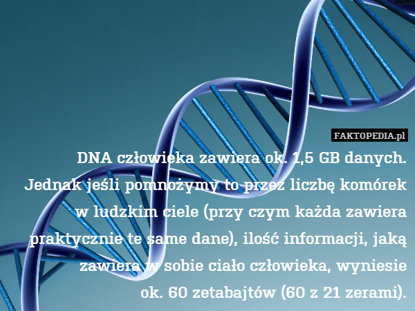 DNA człowieka zawiera ok. 1,5 GB danych.
Jednak jeśli pomnożymy to przez liczbę komórek w ludzkim ciele (przy czym każda zawiera praktycznie te same dane), ilość informacji, jaką zawiera w sobie ciało człowieka, wyniesie
ok. 60 zetabajtów (60 z 21 zerami). 