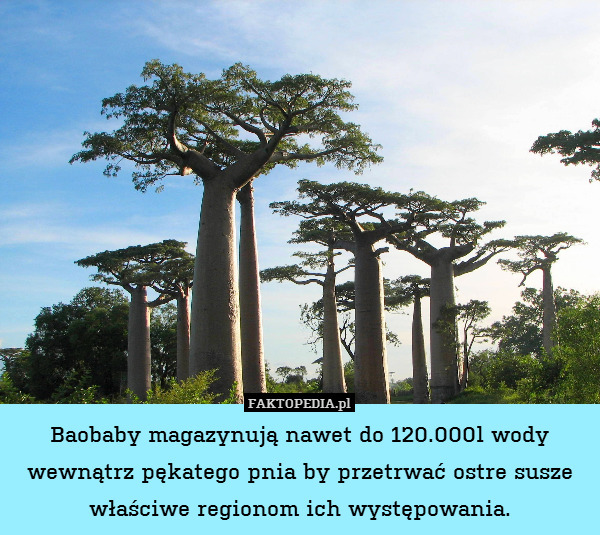 Baobaby magazynują nawet do 120.000l wody wewnątrz pękatego pnia by przetrwać ostre susze właściwe regionom ich występowania. 